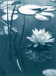 Water Lily - Pisces